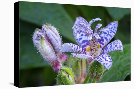 Hairy toad lily-Lisa Engelbrecht-Premier Image Canvas