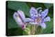 Hairy toad lily-Lisa Engelbrecht-Premier Image Canvas