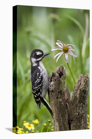 Hairy Woodpecker Female on Fence Post, Marion, Illinois, Usa-Richard ans Susan Day-Premier Image Canvas