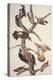 Hairy Woodpecker-John James Audubon-Stretched Canvas