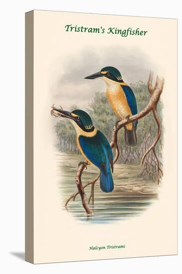 Halcyon Tristrami - Tristram's Kingfisher-John Gould-Stretched Canvas