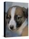 Half / Mixed Breed Puppy-Adriano Bacchella-Premier Image Canvas