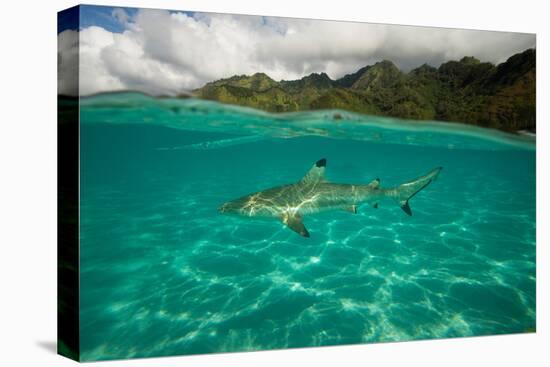 Half Water Half Land, Shark in the Pacific Ocean, Moorea, Tahiti, French Polynesia-null-Premier Image Canvas