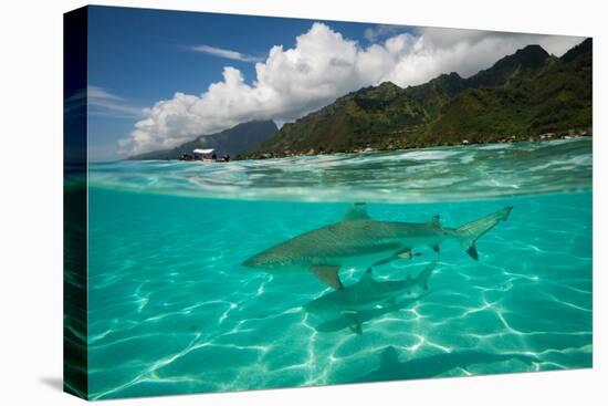 Half Water Half Land, Sharks in the Pacific Ocean, Moorea, Tahiti, French Polynesia-null-Premier Image Canvas
