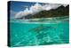 Half Water Half Land, Sharks in the Pacific Ocean, Moorea, Tahiti, French Polynesia-null-Premier Image Canvas