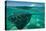 Half Water Half Land, Stingray in the Pacific Ocean, Moorea, Tahiti, French Polynesia-null-Premier Image Canvas