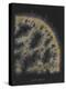 Halichondria Suberea: Sponge-Philip Henry Gosse-Premier Image Canvas