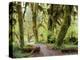 Hall of Mosses and Trail, Big Leaf Maple Trees and Oregon Selaginella Moss, Hoh Rain Forest-Jamie & Judy Wild-Premier Image Canvas