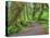 Hall of Mosses, Hoh Rain Forest, Olympic National Park, Washington, USA-Jamie & Judy Wild-Premier Image Canvas