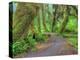 Hall of Mosses, Hoh Rain Forest, Olympic National Park, Washington, USA-Jamie & Judy Wild-Premier Image Canvas