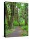 Hall of Mosses, Hoh Rain Forest, Olympic National Park, Washington, USA-Jamie & Judy Wild-Premier Image Canvas