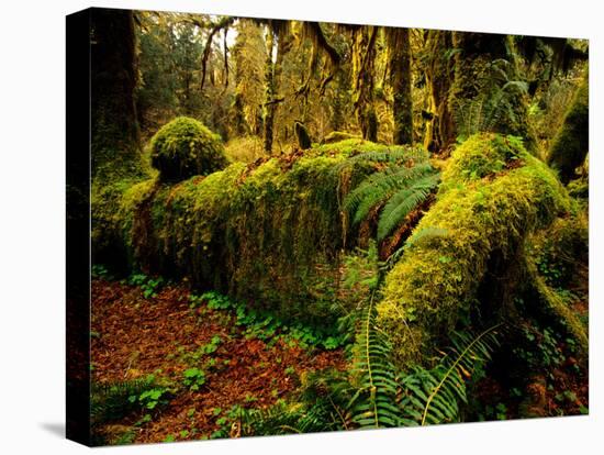 Hall of Mosses Trail in Hoh Rainforest in Olympic National Park, Washington, USA-Chuck Haney-Premier Image Canvas