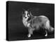 Hallinwood Golden Fetter, Shetland Sheepdog-Thomas Fall-Premier Image Canvas