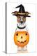 Halloween Pumpkin Witch Dog-Javier Brosch-Premier Image Canvas