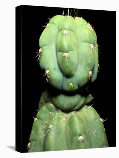 Hallucinogenic San Pedro Cactus, Ecuador-Sinclair Stammers-Premier Image Canvas