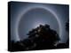 Halo Over the Treetop-null-Premier Image Canvas