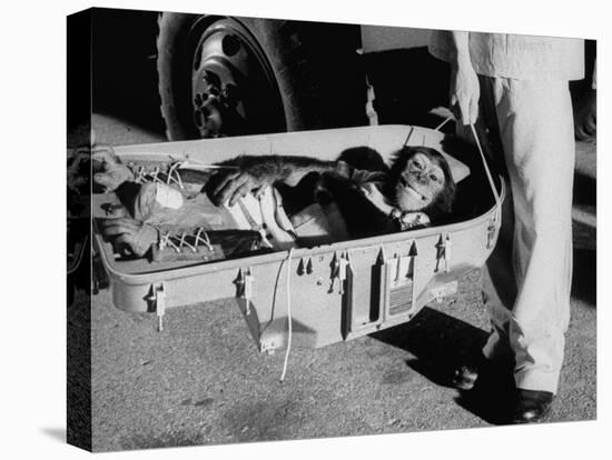"Ham" Mugging after Mercury Space Flight-Ralph Morse-Premier Image Canvas