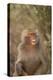 Hamadryas Baboon Baring Teeth-DLILLC-Premier Image Canvas