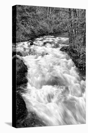 Hamma Hamma River BW-Douglas Taylor-Stretched Canvas