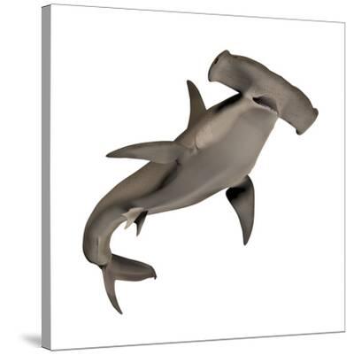 'Hammerhead Shark' Art Print | Art.com