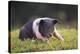 Hampshire Pig Sitting in Grass-DLILLC-Premier Image Canvas