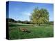 Hampstead Heath, London, England, United Kingdom-Ethel Davies-Premier Image Canvas