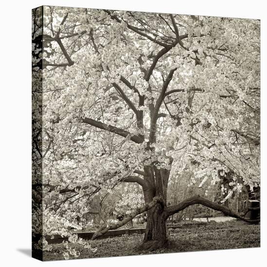 Hamption Magnolia II-Alan Blaustein-Premier Image Canvas