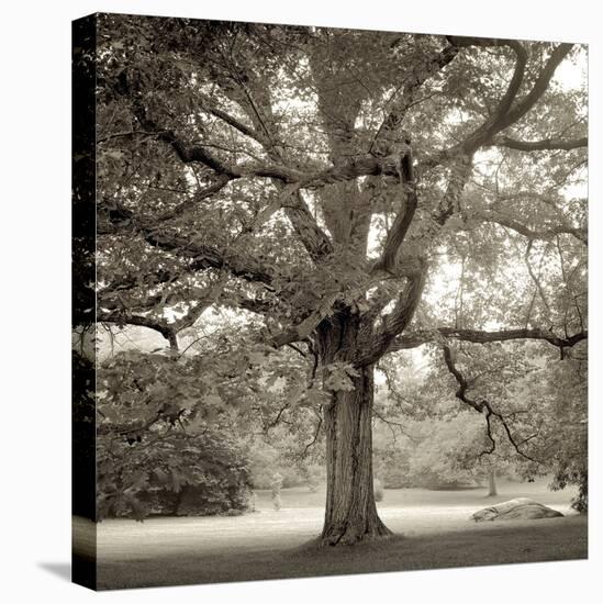 Hampton Maple I-Alan Blaustein-Premier Image Canvas