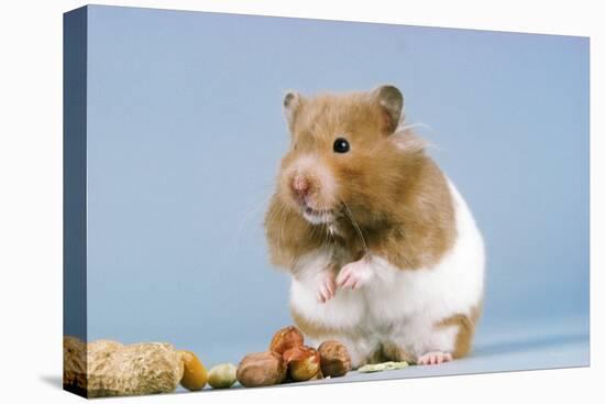 Hamster and Nuts-null-Premier Image Canvas