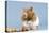 Hamster and Nuts-null-Premier Image Canvas