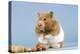 Hamster and Nuts-null-Premier Image Canvas