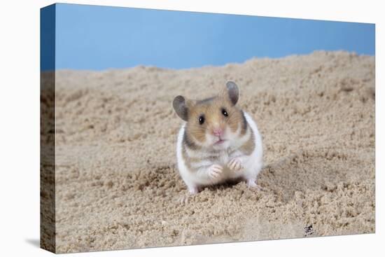 Hamster Digging in Sand-null-Premier Image Canvas