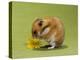 Hamster Mini-null-Premier Image Canvas