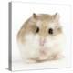 Hamster Roborovski-null-Premier Image Canvas