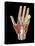 Hand Anatomy, Artwork-Jose Antonio-Premier Image Canvas