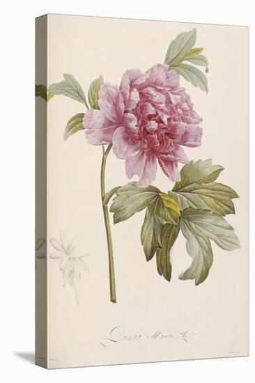 Hand Colored Engraving of a Peony, 1812-1814-Pierre-Joseph Redouté-Premier Image Canvas