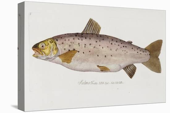 Hand Colored Enraving of a Salmon, 1785-1794-Baron Carl Von Meidinger-Premier Image Canvas