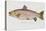 Hand Colored Enraving of a Salmon, 1785-1794-Baron Carl Von Meidinger-Premier Image Canvas