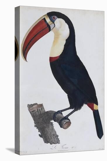 Hand Coloured Engraving of a Toucan, 1806-Francois Levaillant-Premier Image Canvas