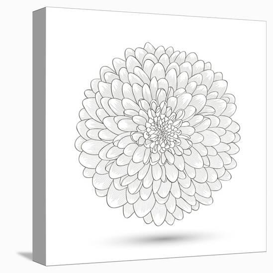 Hand-Drawn Flower Chrysanthemum. Element For Design. Abstract Floral Background-Helga Pataki-Stretched Canvas