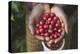 Handful of Coffee Cherries-Paul Souders-Premier Image Canvas