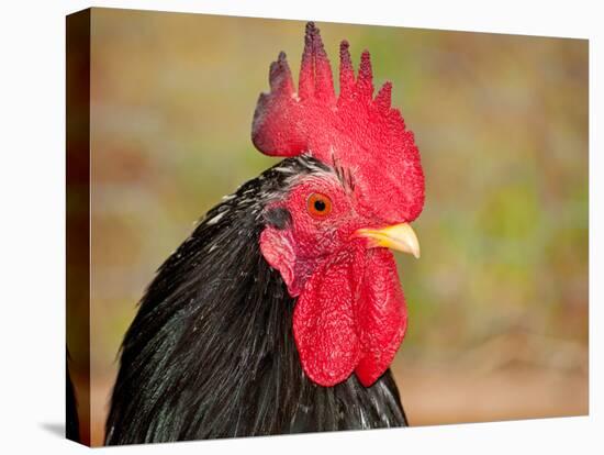 Handsome Spotted Japanese Bantam Rooster-Sari ONeal-Premier Image Canvas