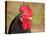 Handsome Spotted Japanese Bantam Rooster-Sari ONeal-Premier Image Canvas