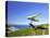 Hang Glider, Otago Peninsula, South Island, New Zealand-David Wall-Premier Image Canvas