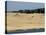 Hang Gliders over the Dune Du Pyla, Bay of Arcachon, Cote D'Argent, Gironde, Aquitaine, France-Groenendijk Peter-Premier Image Canvas