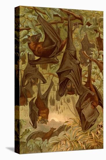 Hanging Bats-F.W. Kuhnert-Stretched Canvas