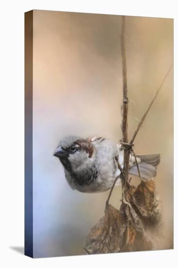 Hanging on Sparrow-Jai Johnson-Premier Image Canvas