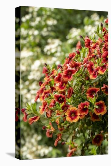 Hanging planters of Calibrachoa, or Million Bells or Trailing Petunia.-Janet Horton-Premier Image Canvas