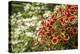 Hanging planters of Calibrachoa, or Million Bells or Trailing Petunia.-Janet Horton-Premier Image Canvas