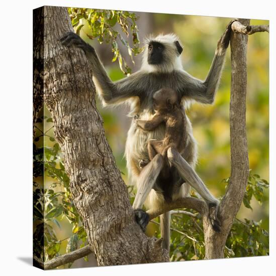 Hanuman Langur - Northern Plains Grey Langur (Semnopithecus Entellus) Mother with Baby in Tree-Mary Mcdonald-Premier Image Canvas